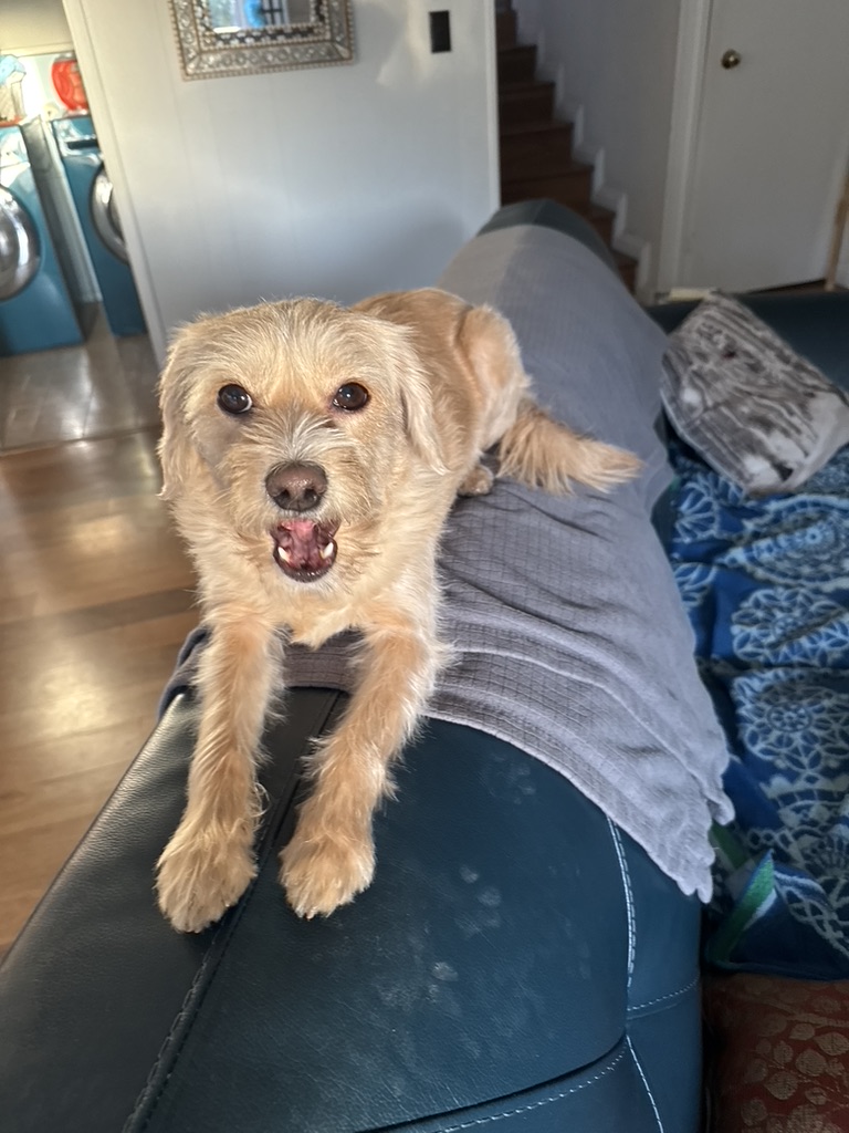 Freda