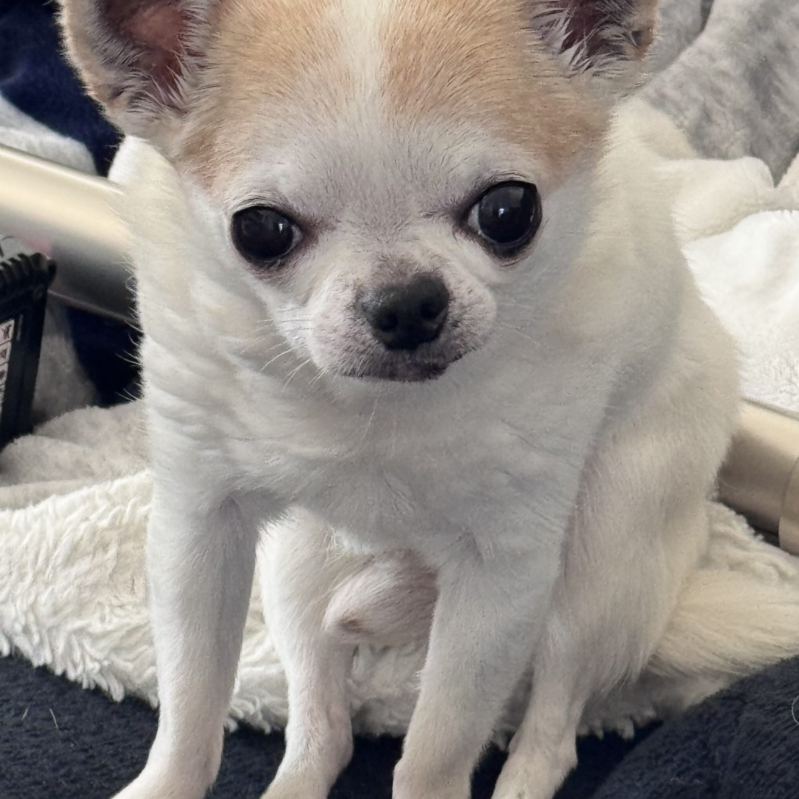 Pico