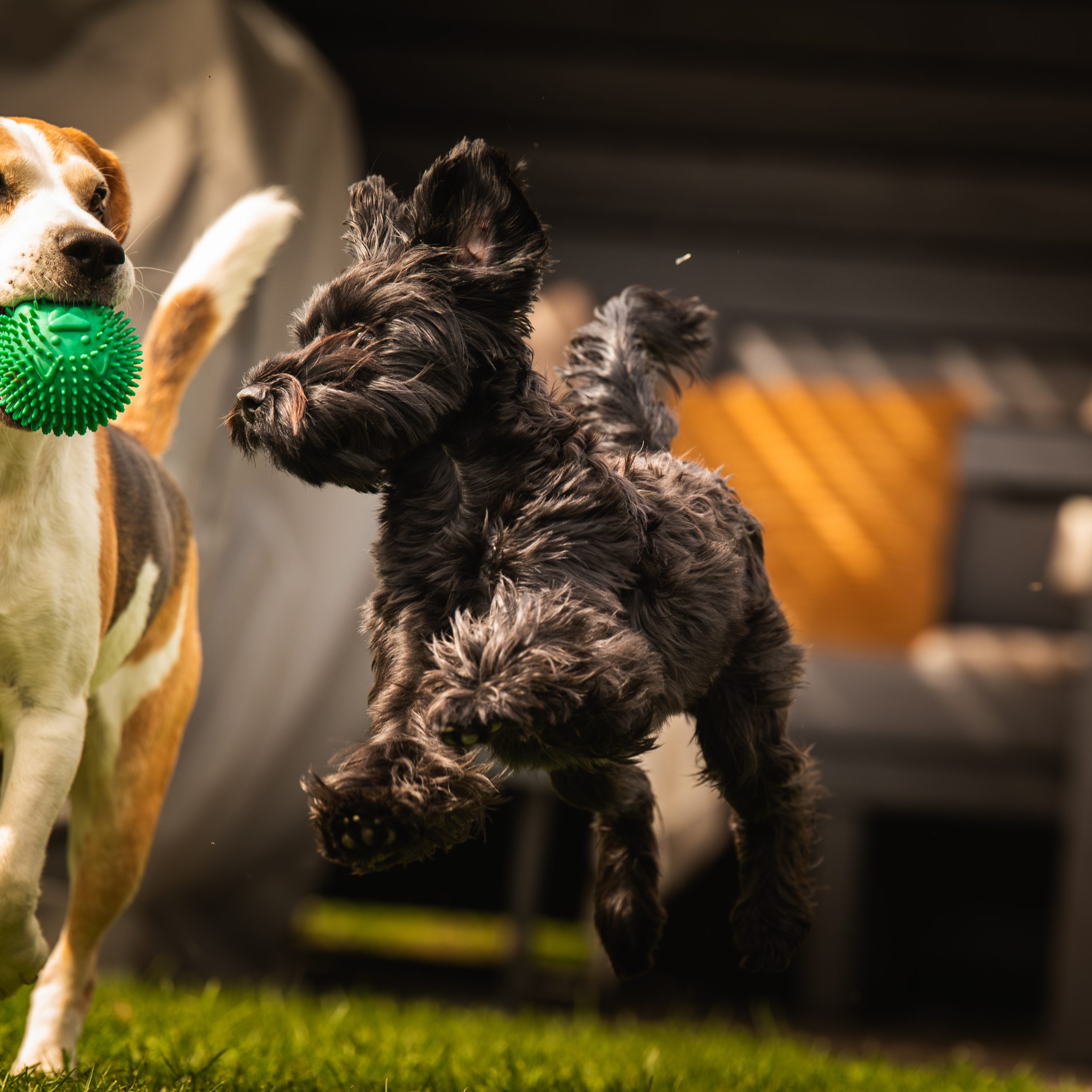 Keeping Your Pet Healthy